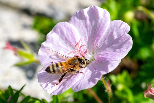 Free Insect Bee photo and picture