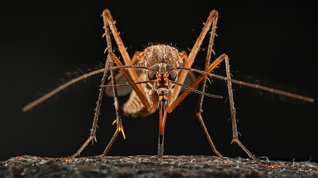 Free mosquitoes insects blood sucking illustration