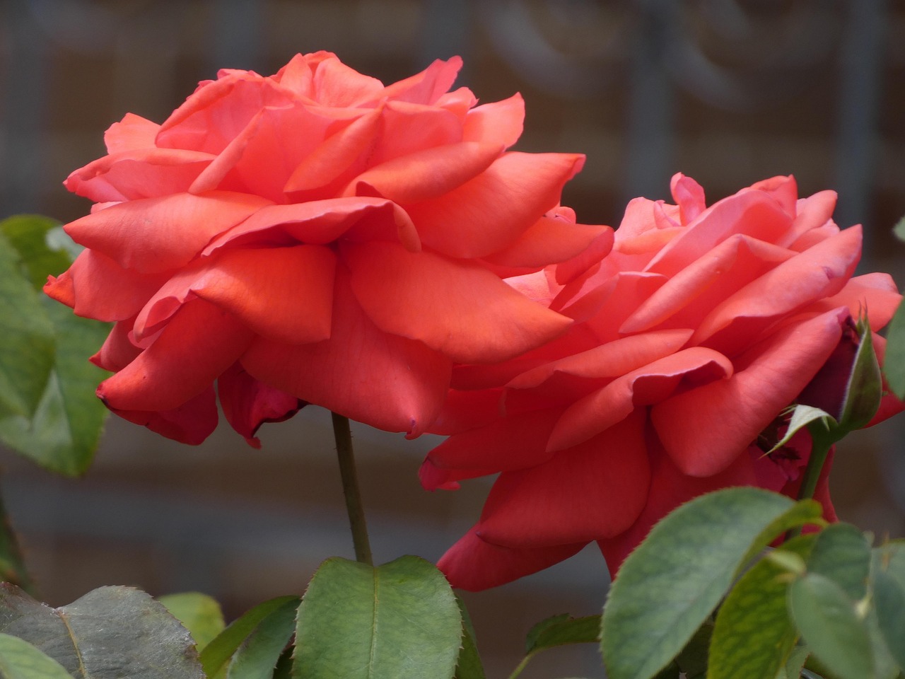 Roses Rouges Des Fleurs - Photo gratuite sur Pixabay - Pixabay