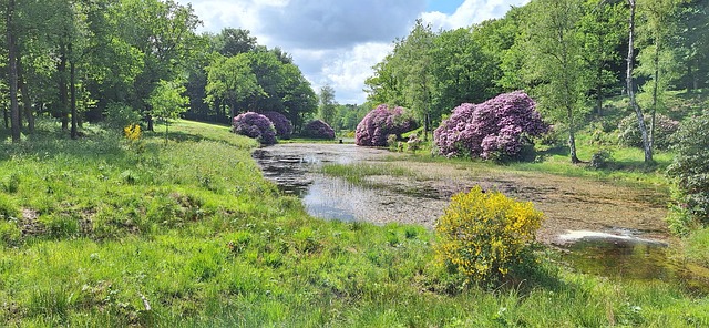 Free Flowers Nature photo and picture