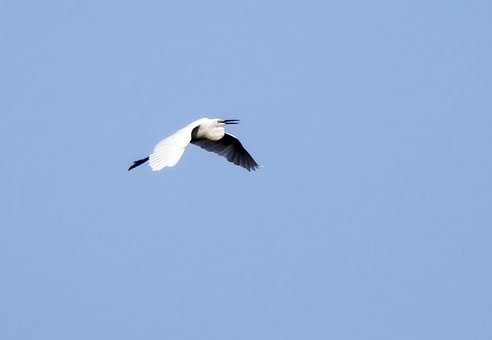 Free Little Egret Egret photo and picture