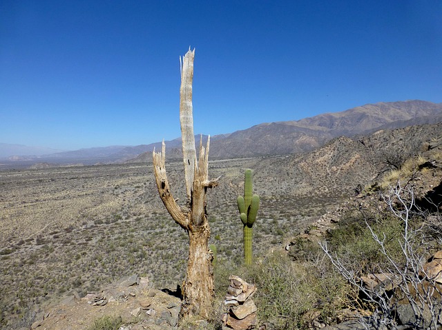Free Desert Chile photo and picture