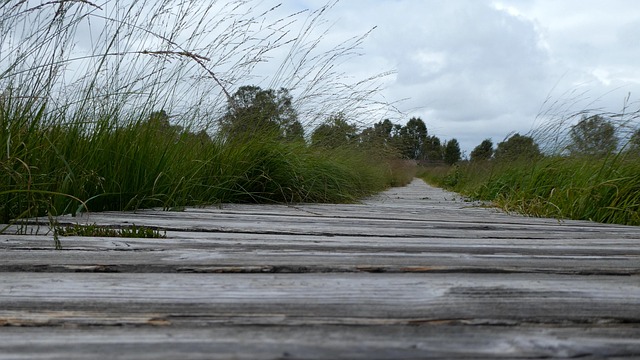 Free Boardwalk Walkway photo and picture