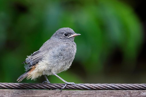 Preto, Redstart, Novato, Pássaro, Jovem