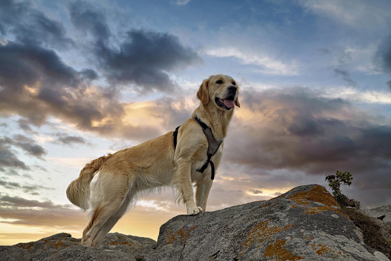 Débardeur Chien Golden Retriever - T-shirt Léger Pour Les Fans De Chiens - 10