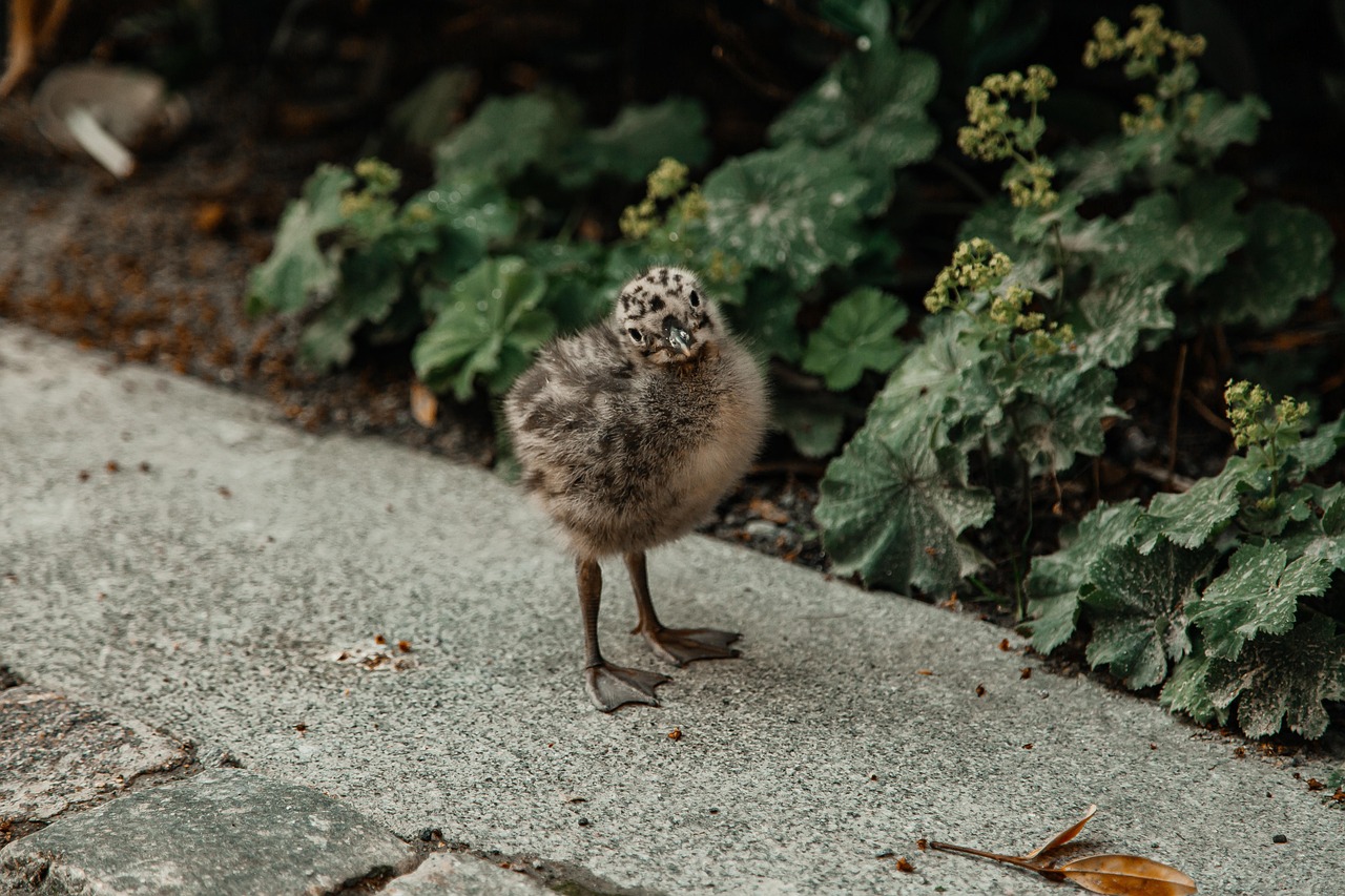 Free Chick Nature photo and picture