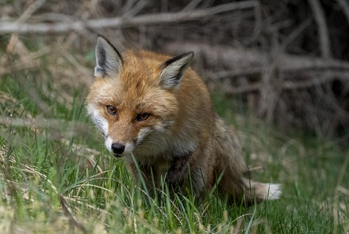 Fuchs, Natur, Tier, Wild, Säugetier