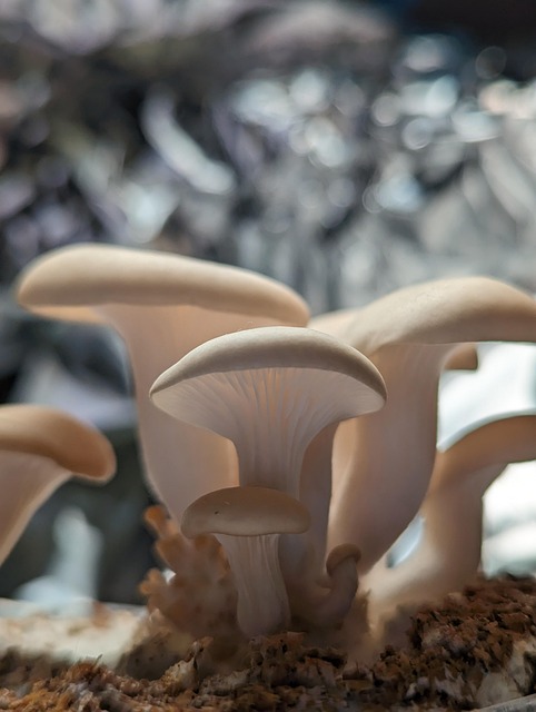 Free Oyster Mushroom photo and picture