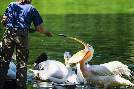 Pelicano, Pássaro, Animais Selvagens