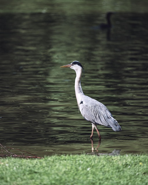Garça Cinzenta, Garça, Pássaro, Animal