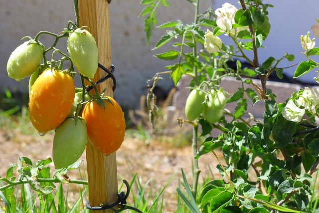 Free Tomatoes Tomato photo and picture