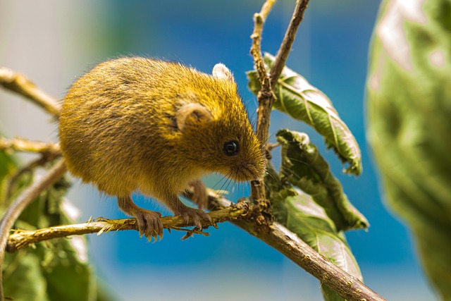 Free Fauna Mouse photo and picture