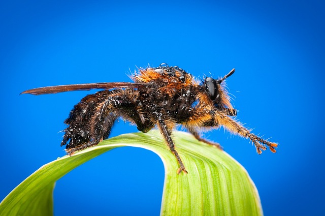 Free Robberfly Red-Backed Flying Hawk photo and picture