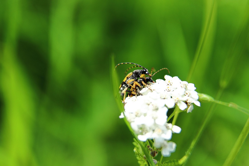 Spotted Insect Images Beetle Spotted Narrowbuck Insect - Free photo on Pixabay - Pixabay