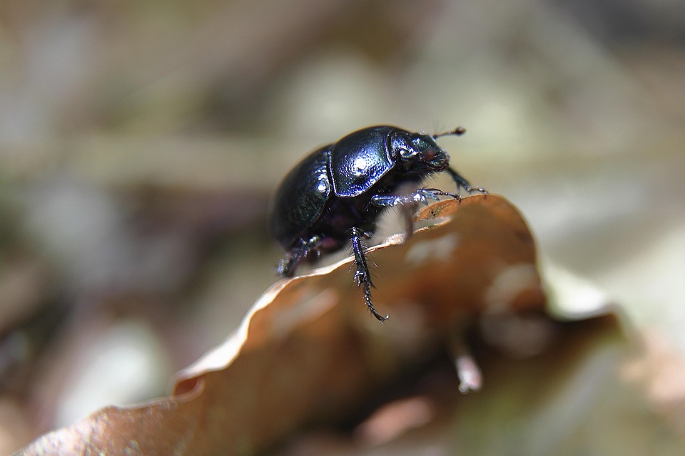 Wood Dung Beetle - Free photo on Pixabay