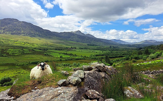 Free Sheep Landscape photo and picture