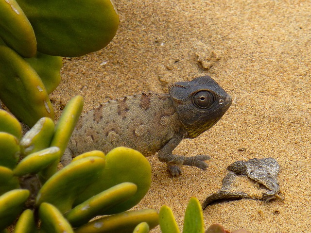 Free Chameleon Camouflage photo and picture