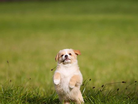 Free Dog Puppy photo and picture