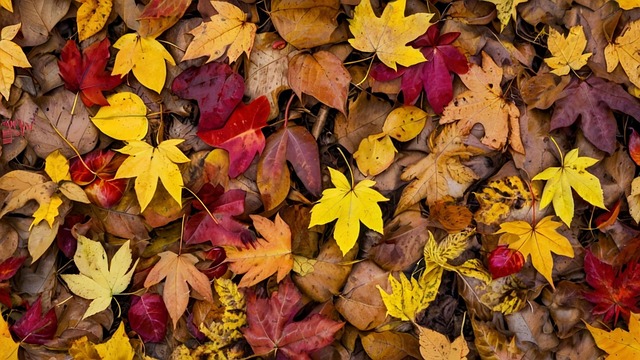 Free vibrant colors fallen leaves red and gold foliage illustration
