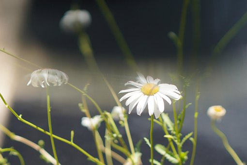 Natur, Bloom, Blomstre, Flora, Kronblad