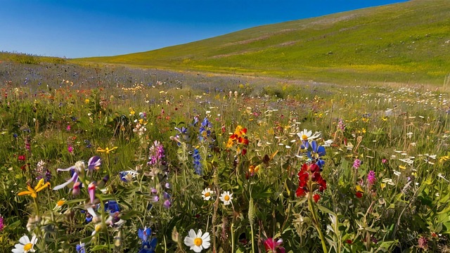 Blomstrende Eng, Vildblomster