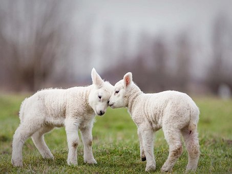 Free Ai Generated Sheep photo and picture