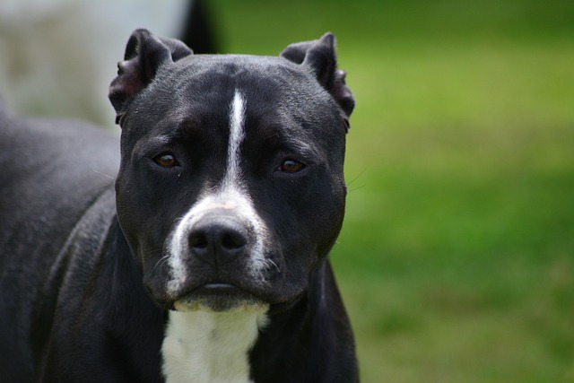 Hund, Hündchen, Hund, Tier, Haustier