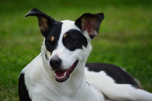 Tier, Hund, Hund, Säugetier, Hündchen