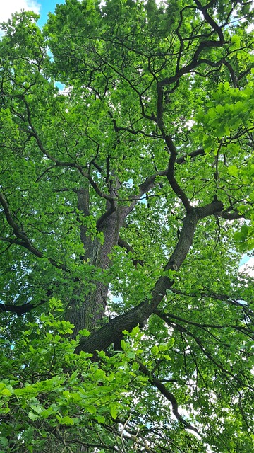 Árbol, Verde, Grande, Parque, Sale De