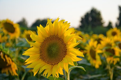 Free Sunflowers Flowers photo and picture