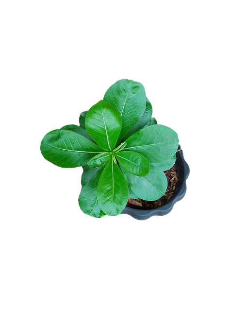 Groen Blad, Kiemen, Bovenaanzicht