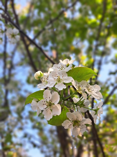 Free Flower Blossom photo and picture