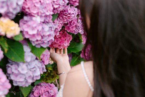 Free Hoa Nature photo and picture