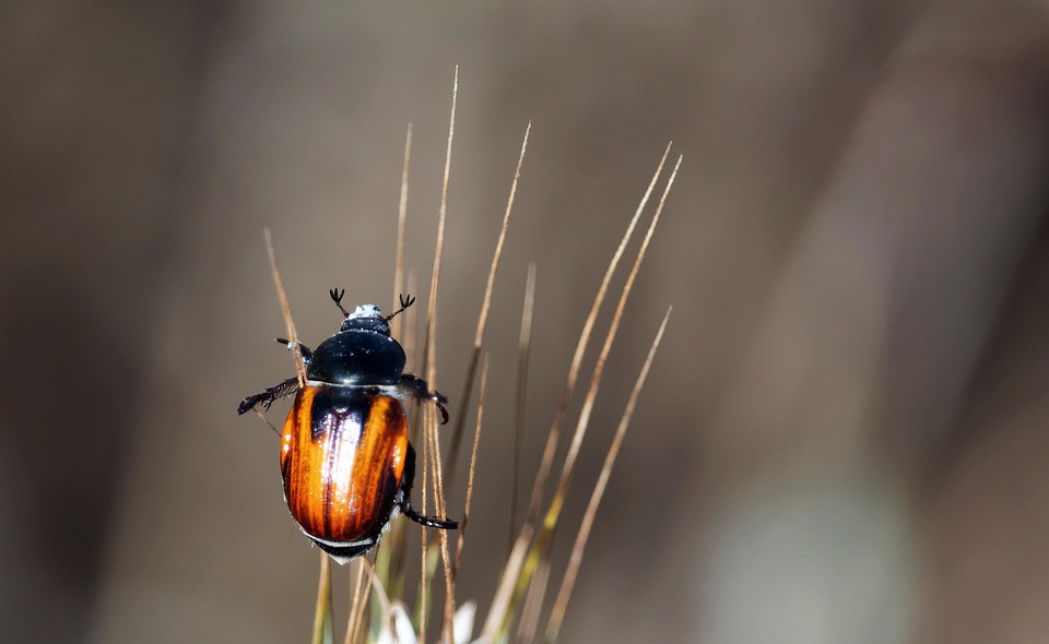Insect Austrian Fistula Sepoy - Free photo on Pixabay