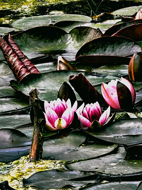 Vannliljer, Dam, Vann, Blomst, Natur