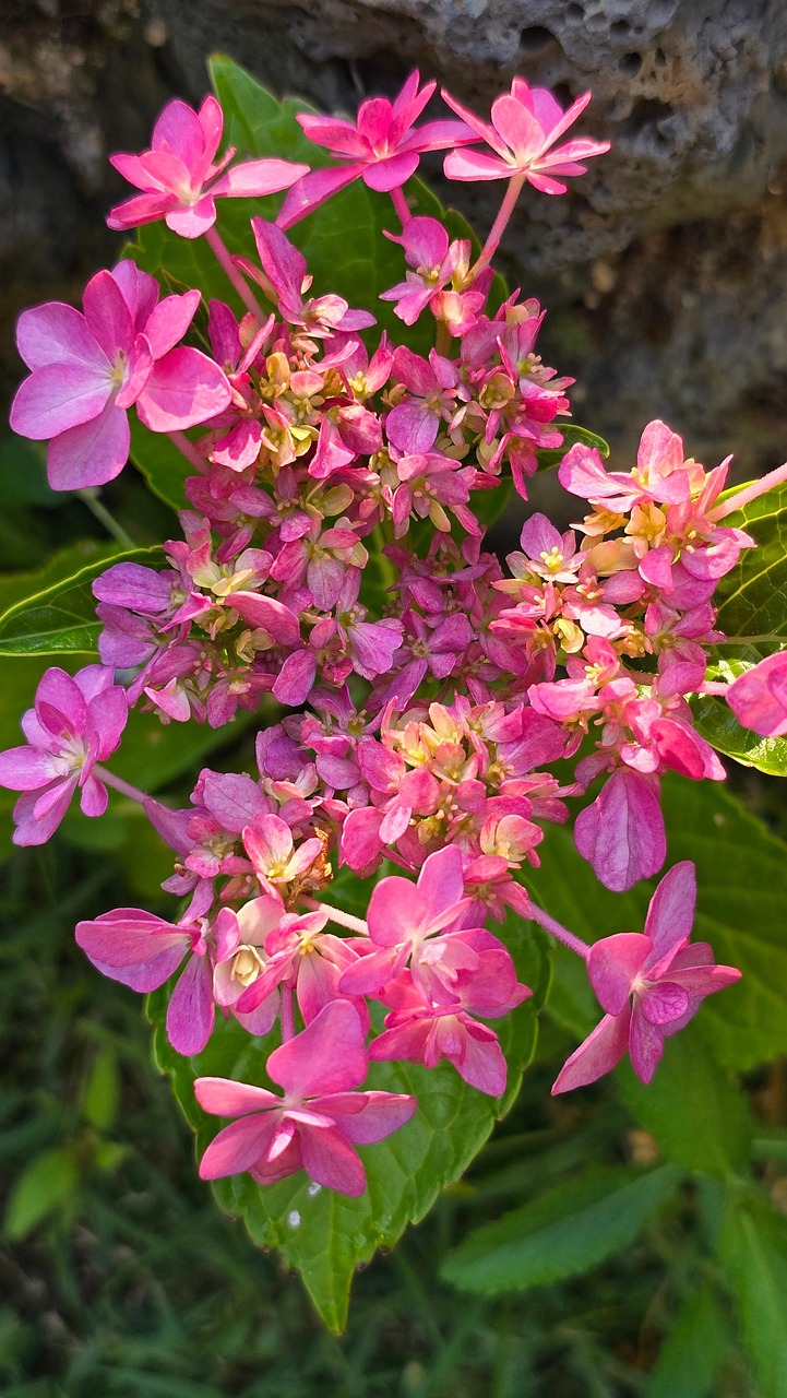 Hortensia Dans La Cour - Photo gratuite sur Pixabay - Pixabay