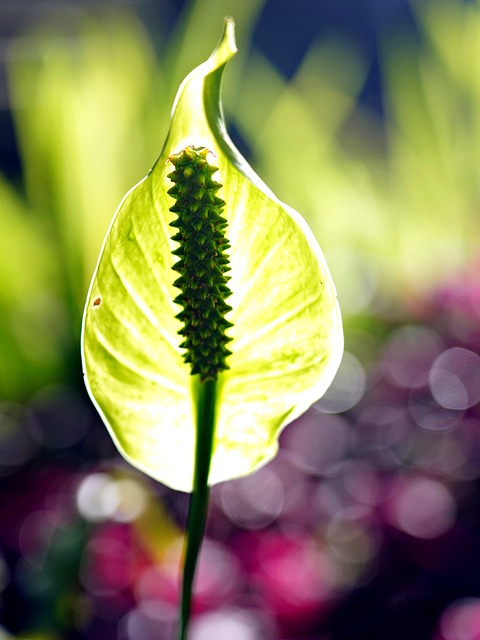Free Cala Lily Botany photo and picture