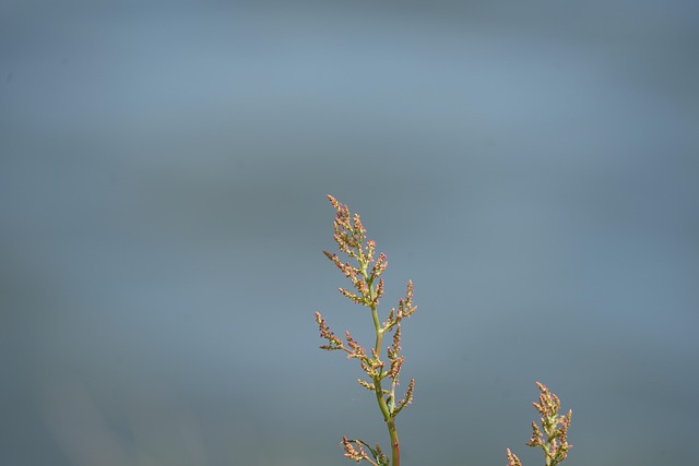 Free Plant Nature photo and picture