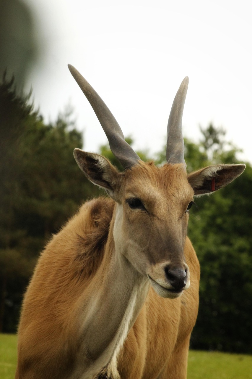 Large Ruminant Hd Ruminant Animal Africa - Free photo on Pixabay - Pixabay