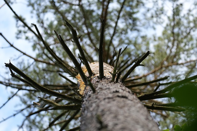 Free Tree Nature photo and picture