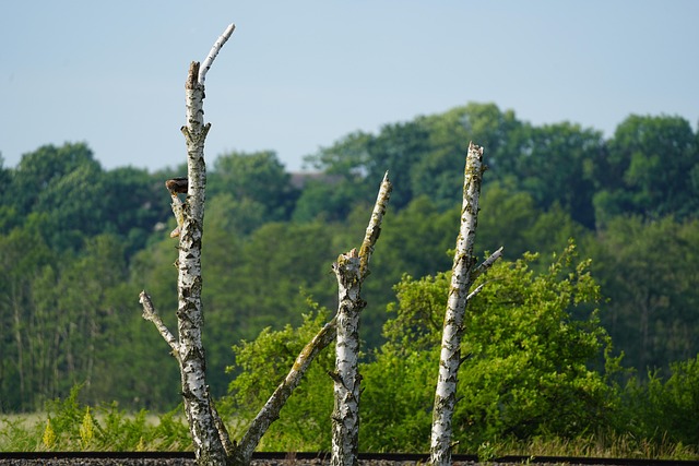 Free Trees Nature photo and picture