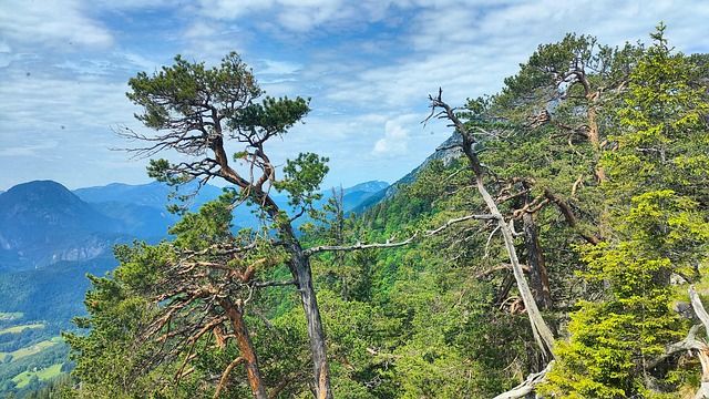 Free Bayer Upper Bavaria photo and picture