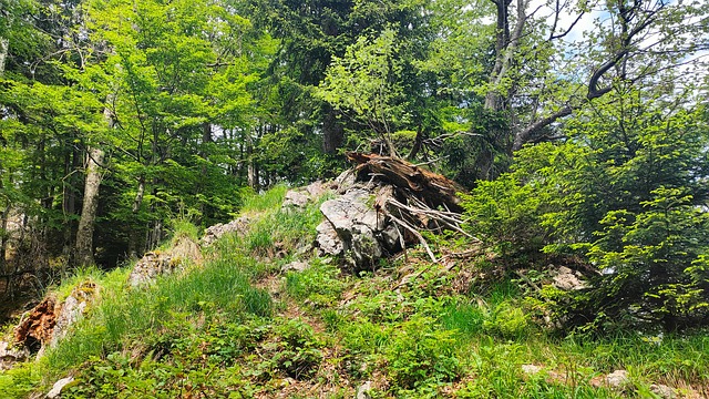 Free Bayer Upper Bavaria photo and picture
