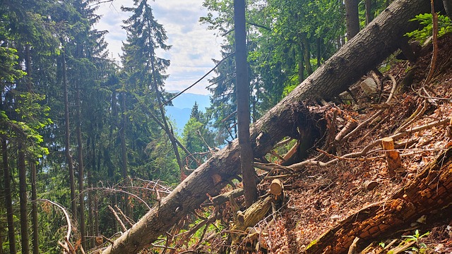 Free Bayer Upper Bavaria photo and picture