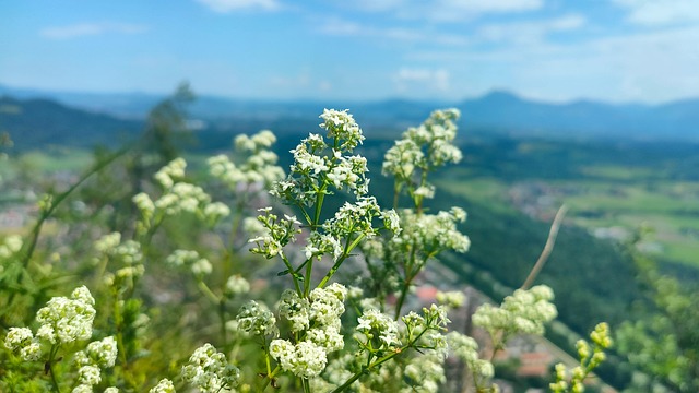 Free Bayer Upper Bavaria photo and picture