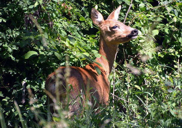 Faună, Animal, Sălbatic, Caprioare