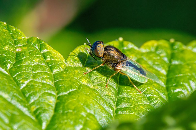Fly Examples Fly Habitat Behavior - Free photo on Pixabay - Pixabay