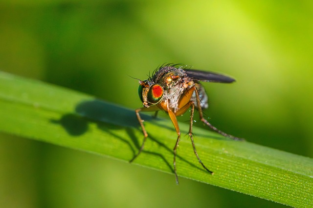 Free Long-Legged Fly Insect photo and picture