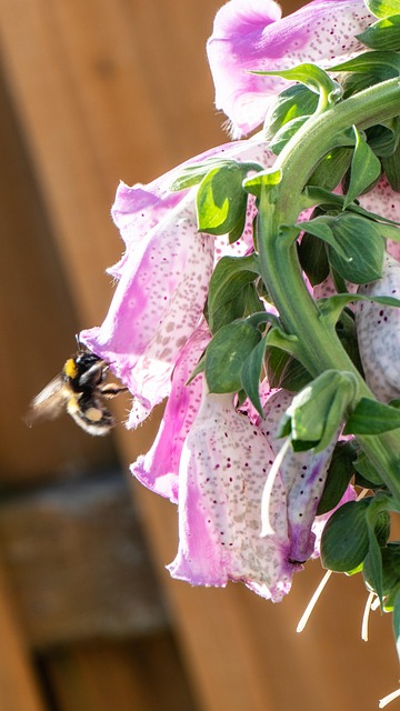Free Bee Insect photo and picture