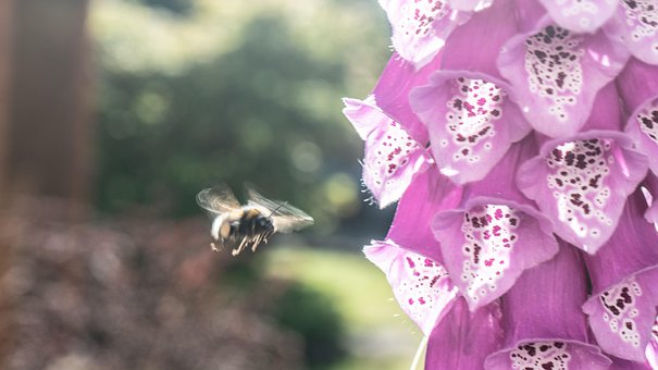 Free Flower Nature photo and picture